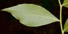 Vaccinium virgatum