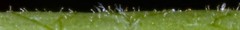 Vaccinium virgatum