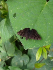 Pellicia