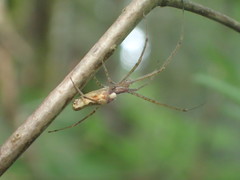 Tetragnatha versicolor