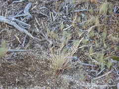 Corynephorus canescens