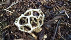 Ileodictyon cibarium