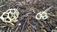 Ileodictyon cibarium