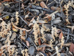 Lysimachia linum-stellatum