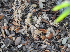 Lysimachia linum-stellatum