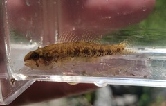 Etheostoma proeliare