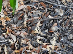 Lysimachia linum-stellatum