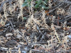 Lysimachia linum-stellatum