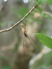 Tetragnatha versicolor