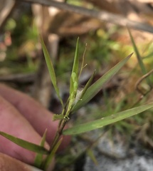 Dichanthelium patentifolium