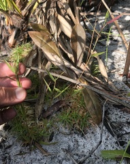 Dichanthelium patentifolium