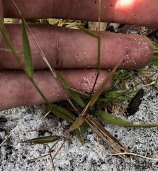 Dichanthelium patentifolium