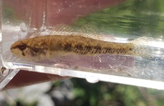 Etheostoma proeliare