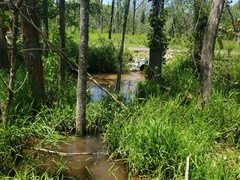 Etheostoma proeliare