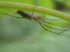 Tetragnatha versicolor