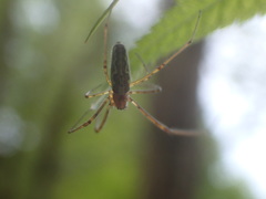 Tetragnatha versicolor