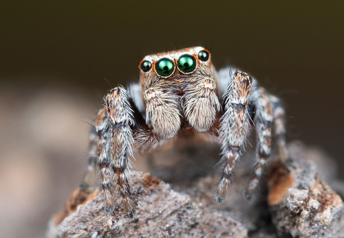 Proszynski's Jumping Spider