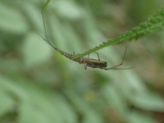 Tetragnatha versicolor