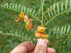 Sesbania virgata