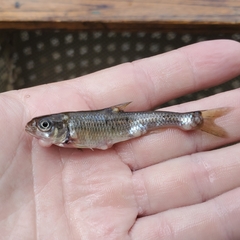 Notropis hudsonius