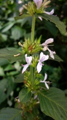 Hypoestes