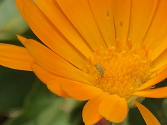 Closterotomus norwegicus