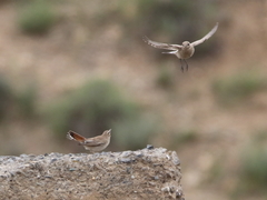 Cercotrichas galactotes