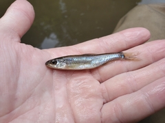 Notropis hudsonius