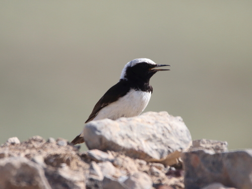 Finsch's Wheatear (Oenanthe finschii), photo 7
