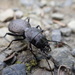 Greater Night-stalking Tiger Beetle - Photo (c) csmitelli, some rights reserved (CC BY-NC)