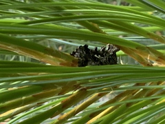 Syngrapha alias