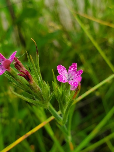Dianthus armeria