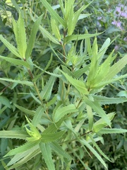 Grindelia lanceolata