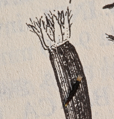 Harmonia guggolziorum