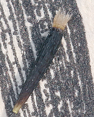 Harmonia guggolziorum