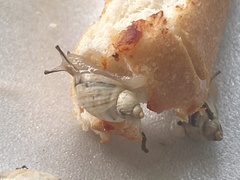 Succinea floridana