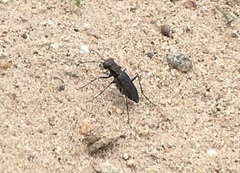 Cicindela punctulata