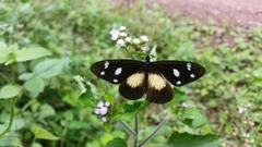 Acraea lycoa
