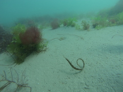 Leptonotus vincentae