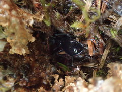 Scaphinotus angusticollis