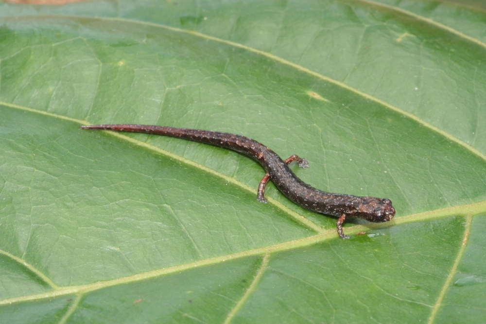 Alvarez Del Toro's Salamander
