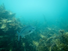 Latridopsis ciliaris