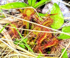 Drosera rotundifolia image