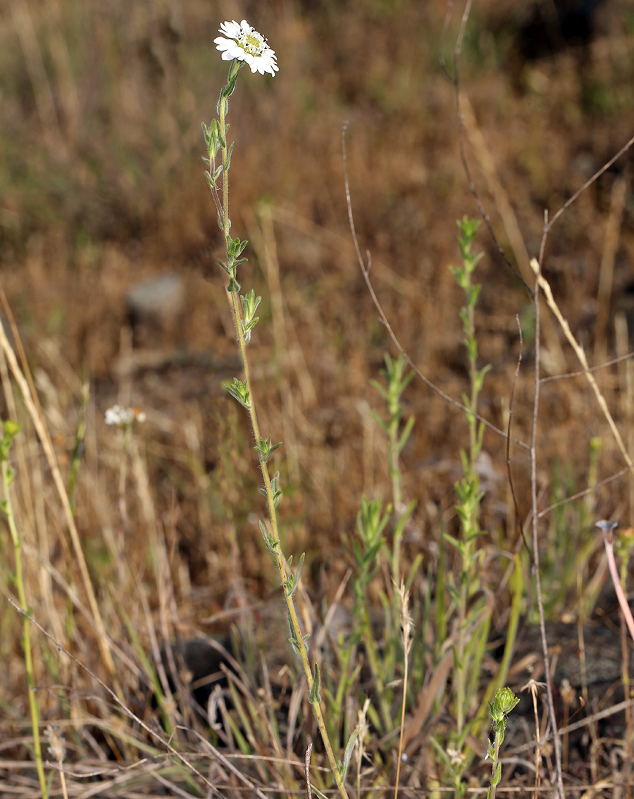 Hemizonia congesta ssp. clevelandii