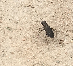 Cicindela punctulata