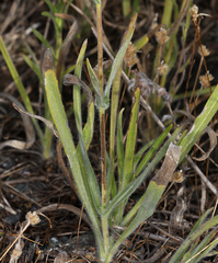 Hemizonia congesta clevelandii