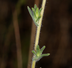 Hemizonia congesta clevelandii