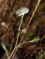 Hemizonia congesta clevelandii