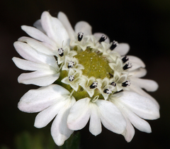 Hemizonia congesta clevelandii