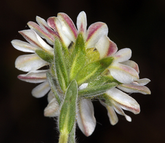 Hemizonia congesta clevelandii